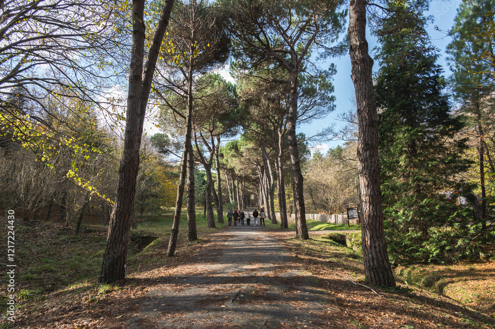 Fototapeta premium Colorful Ataturk Arboretum park, trekking hike trail, near Sariyer, Istanbul, Turkey.