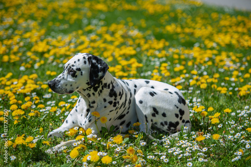 Dalmatian dog is lying on a lawn among blooming dandelions and daisies