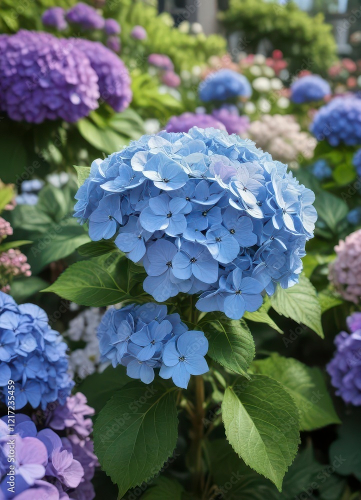 Close-up of a single blooming hydrangea in garden surrounded by other flowers, stems, nature Close-up of a single blooming hydrangea in garden surrounded by other flowers, stems, nature