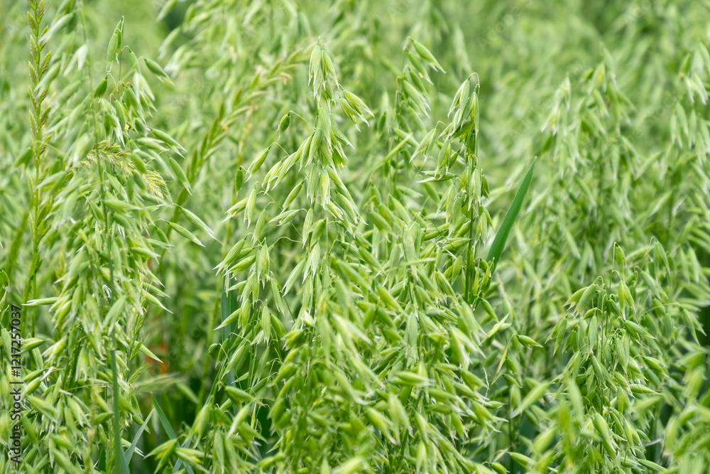 green oat plants, agricultural scene, ripening crop diligent farmer, farming landscape, field ripening oats, agricultural land, farm life green oat plants, agricultural scene, ripening crop diligent farmer, farming landscape, field ripening oats, agricultural land, farm life