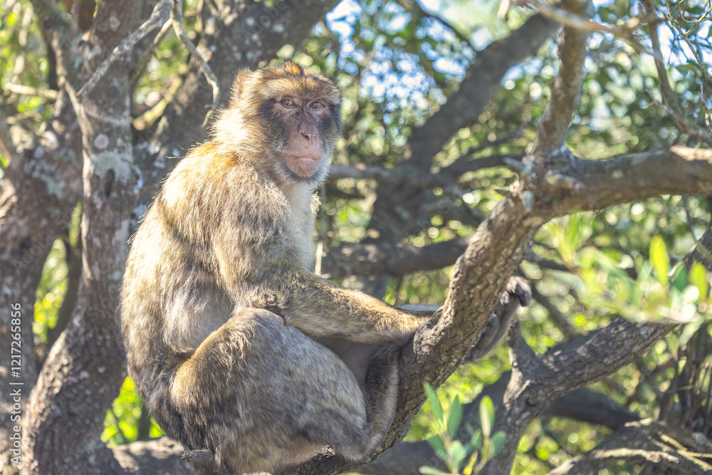 Fototapeta premium Monkey on Gibraltar, British Overseas Territory and city on the Iberian Peninsula. Barbary macaque perched on a tree branch, amidst lush green foliage. A primate in its natural habitat.