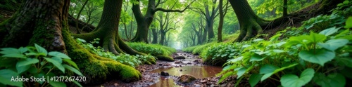 Muddy forest landscape with old growth trees and overgrown ferns,  outdoors,  green