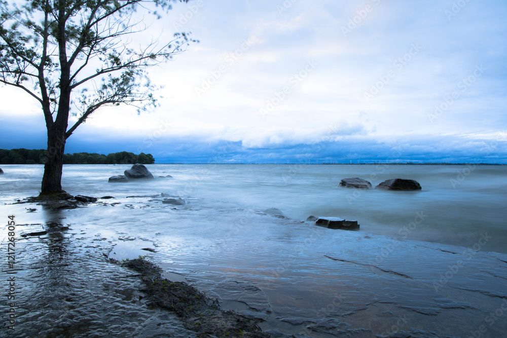 Obraz premium Tree on a Rocky Shore