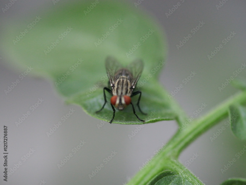 Fototapeta premium Close-up of a common housefly resting on a vibrant green leaf. Detailed textures of the fly's wings and body contrast with the smooth surface of the leaf, highlighting the beauty in nature's.