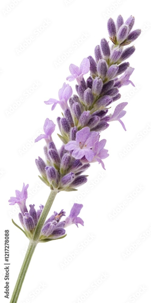 Obraz premium Sprigs of lavender flowers isolated on a white background. Lavender blossoms. Bunch of lavender. 