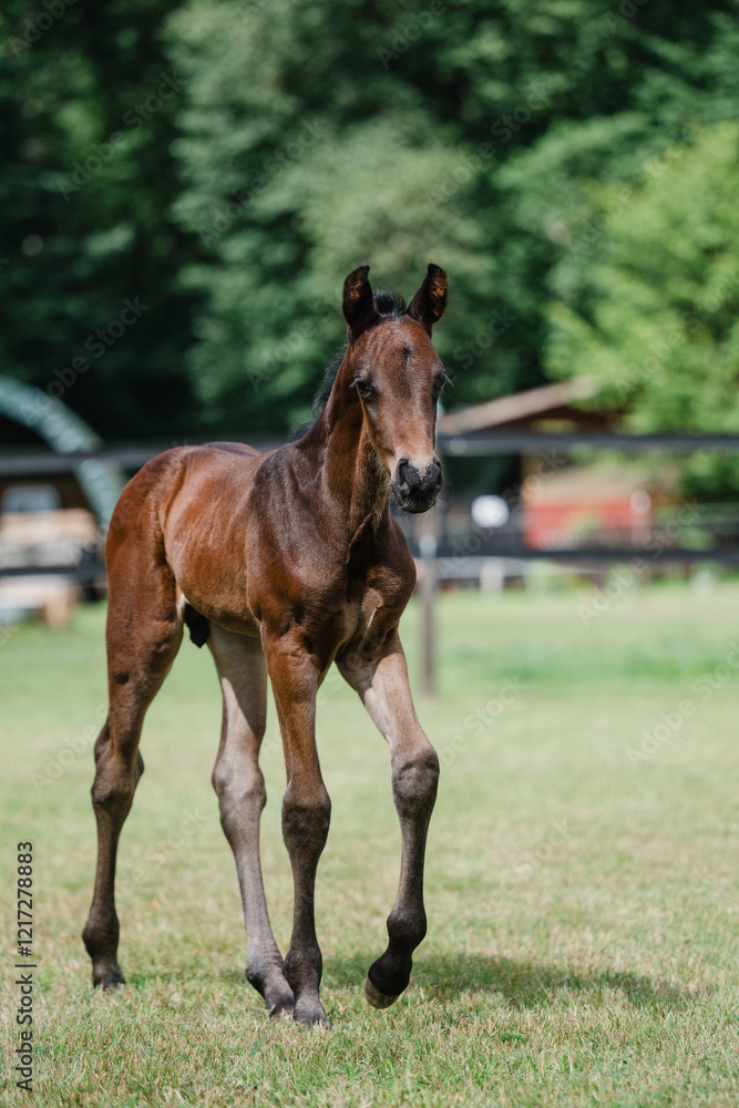 süßes Warmblutfohlen läuft über eine Weide, braunes Fohlen läuft über eine Wiese, Hengst im sommer süßes Warmblutfohlen läuft über eine Weide, braunes Fohlen läuft über eine Wiese, Hengst im sommer