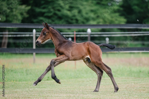 Junges braunes Fohlen auf einer Sommerwiese, Warmblut Pferd galoppiert über eine Weide, kleines stolzes Hengstfohlen