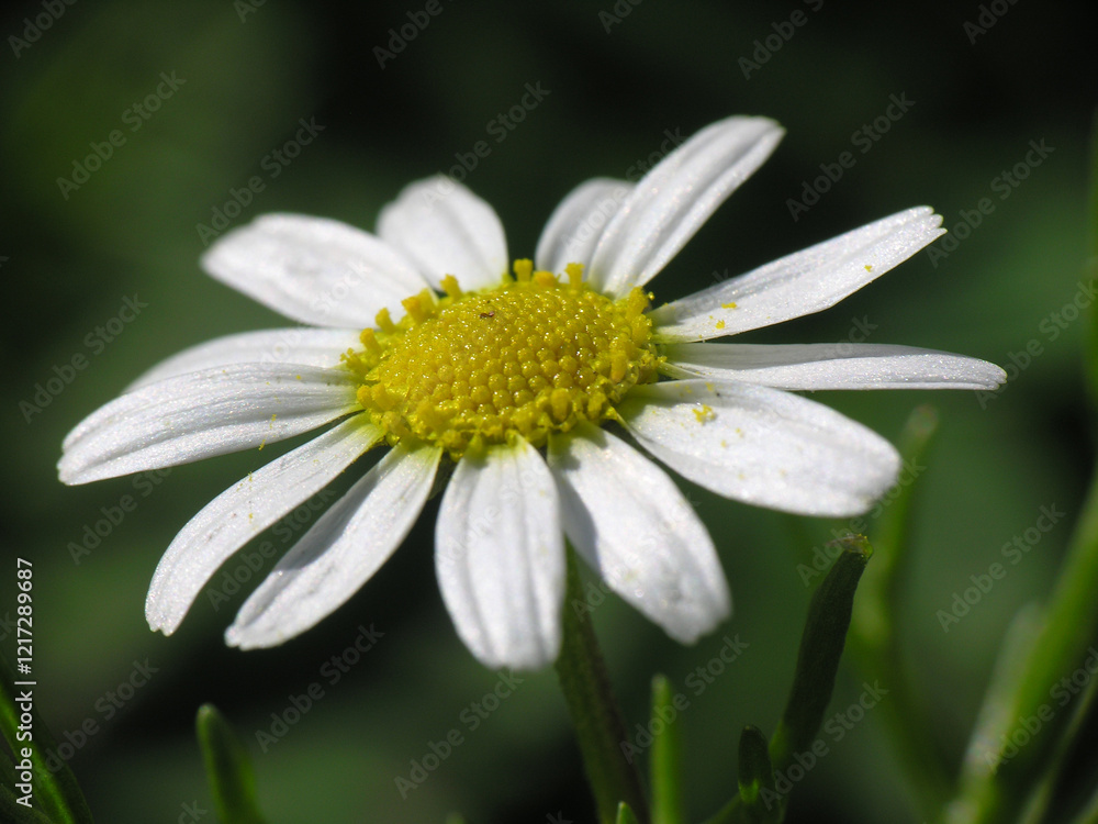 Fototapeta premium Margherita