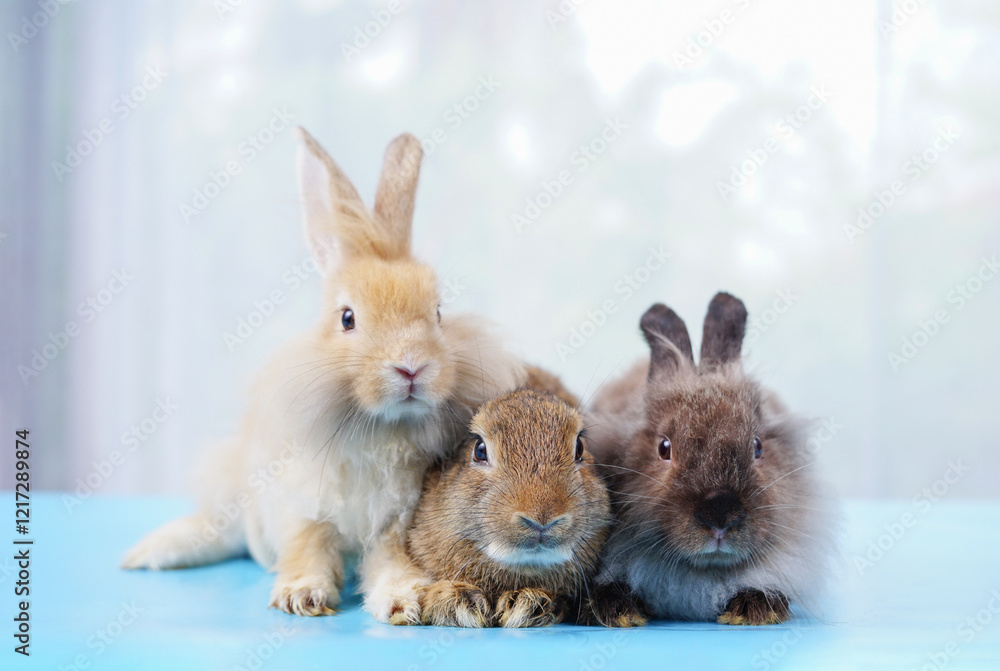 Fototapeta premium portrait young adorable rabbits sitting on floor,puffly rabbit,bunny easter