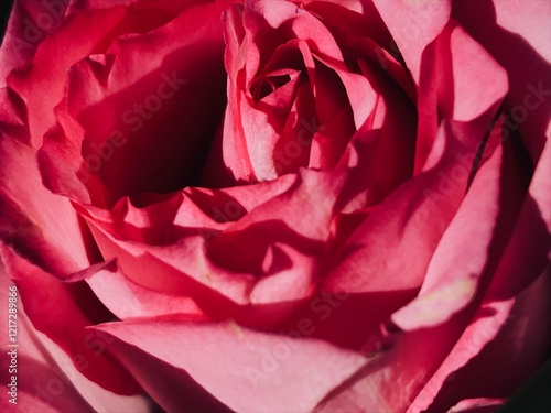 Wallpaper Mural Rose Torontodigital.ca