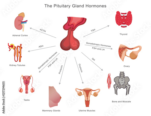 Pituitary gland hormones regulate growth (GH), stress (ACTH), metabolism (TSH), reproduction (FSH, LH), lactation (PRL), and water balance (ADH), influencing body functions