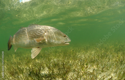 Redfish swimming over grass flats