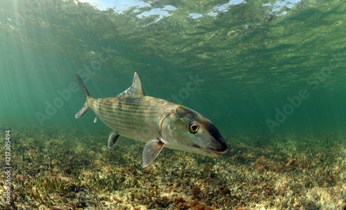 Bonefish swimming over grass flats