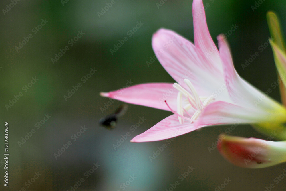 Fototapeta premium Flower - Nature - Bee - Ultra HD
