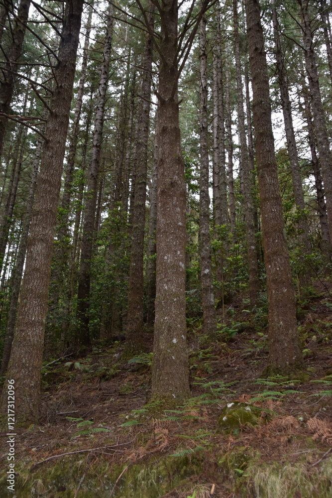 pine forest pine forest
