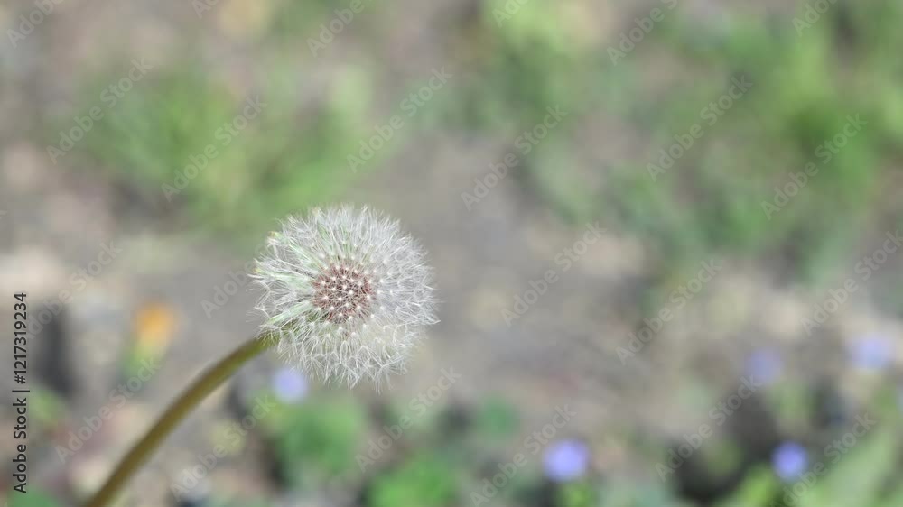 dandelion seed head