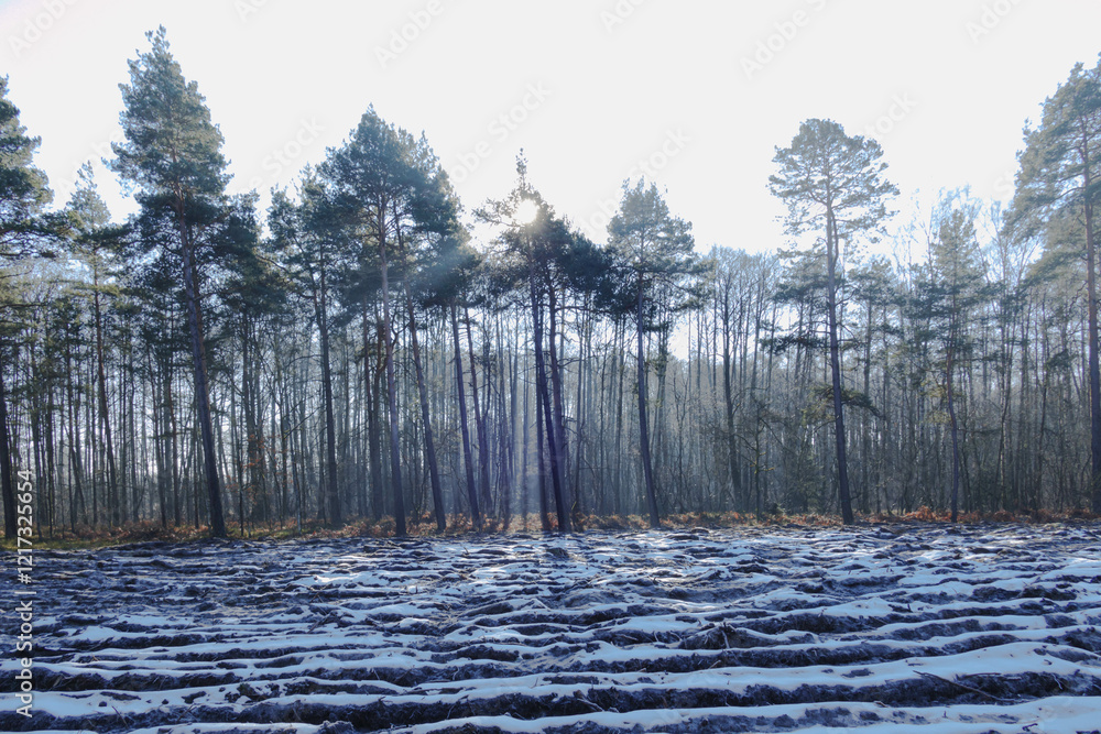 Mglisty poranek w sosnowo świerkowym lesie. Między drzewami unosi się opar mgły. Gałęzie drzew i mgła oświetlane są promieniami wschodzącego słońca. Ziemia pokryta jest brązowymi liśćmi paproci.