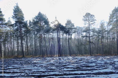 Obraz na płótnie Mglisty poranek w sosnowo świerkowym lesie. Między drzewami unosi się opar mgły. Gałęzie drzew i mgła oświetlane są promieniami wschodzącego słońca. Ziemia pokryta jest brązowymi liśćmi paproci. w salonie