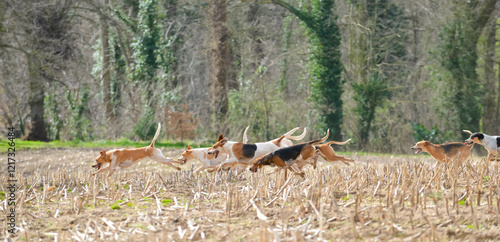 Fox hounds on scent of fox or trail in field in English countryside, as the hunt enjoy a days hunting. Fox hunting is illegal in the UK as a cruel sport.