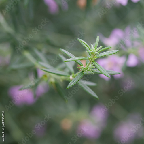 Beautiful close-up of the leaves of westringia fruticosa photo