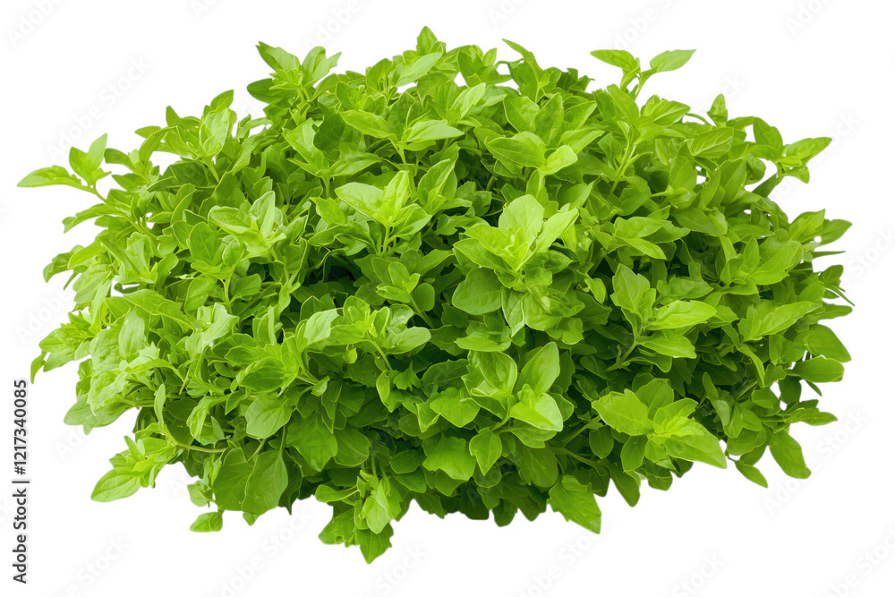 Fresh Green Herb Plant with Vibrant Leaves Surrounded by Nature Fresh Green Herb Plant with Vibrant Leaves Surrounded by Nature