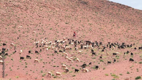 female farmer herding goats in the mountains in morocco