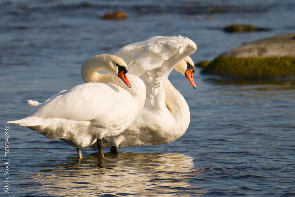 Obraz premium Höckerschwäne in der Morgensonne an der Ostsee 