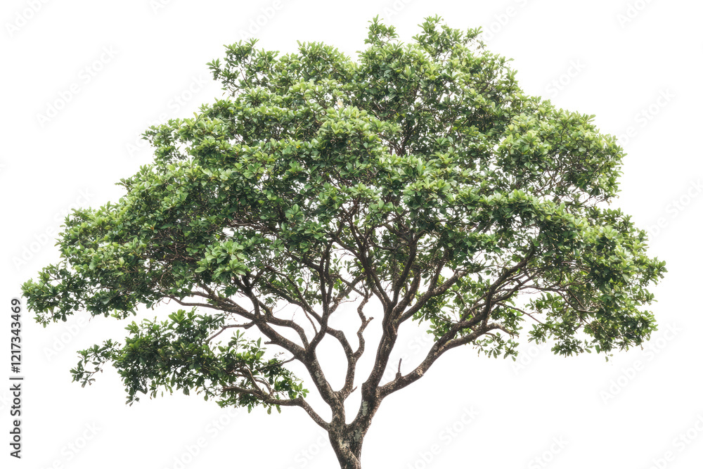 custom made wallpaper toronto digitalA beautiful, large tree with a strong trunk and a rich array of green leaves, symbolizing solitude and peace. The tree's branches are filled with healthy leaves