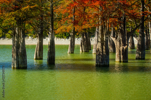 Bald cypress trees, Taxodium distichus or naked cypress trees with vibrant autumn foliage grow in turquoise waters of Cypress Lake in Sukko Valley. Close-up of thick trunks of deciduous. photo