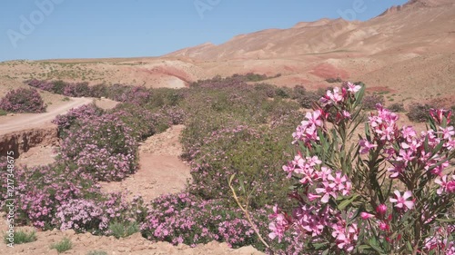 wild pink laurel flower garden in dry atlas mountains in morocco