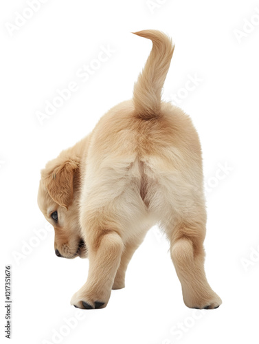 Playful Golden Retriever Puppy Looking Back with Curly Tail