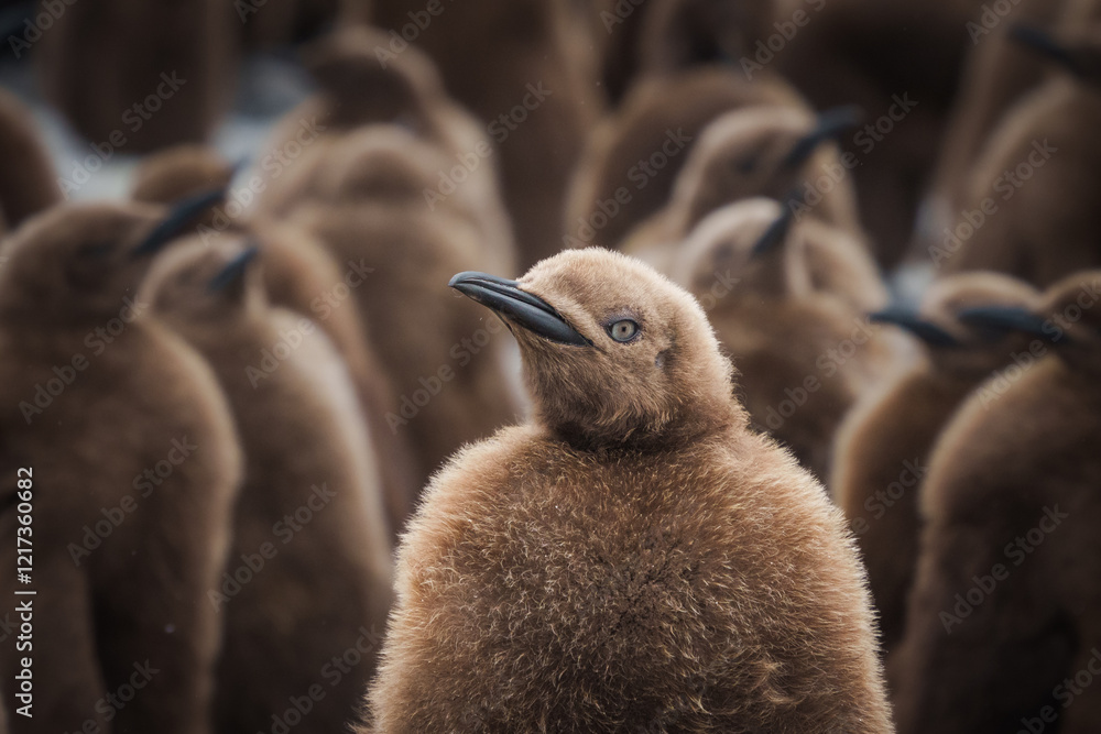Fototapeta premium Baby chick of King Penguin in South Georgia