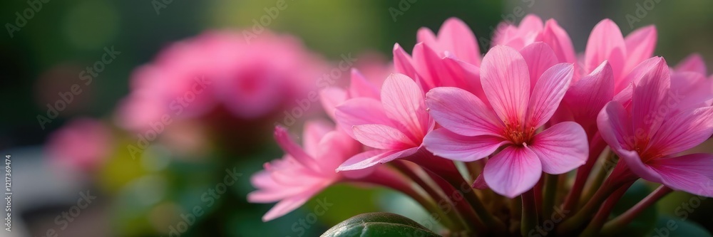 Fototapeta premium Delicate pink petals unfolding in gentle curves, sepals, stonecrop