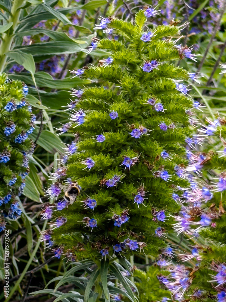 Obraz premium Bumblebee on a Spiked Purple Wildflower