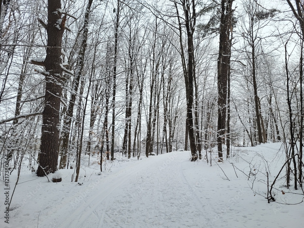Obraz premium Snowy Winter Forest Path