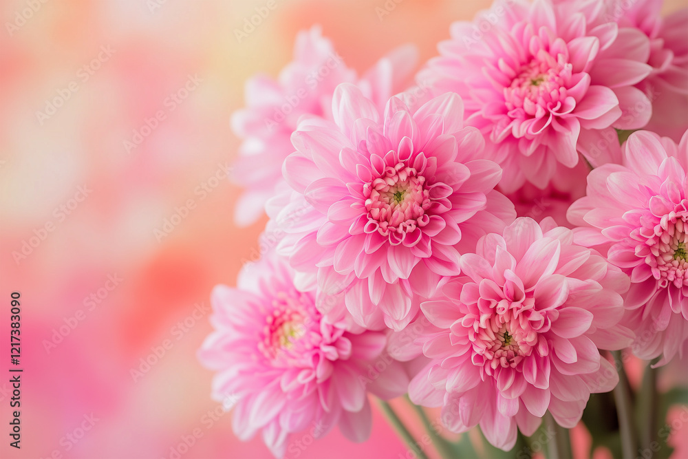 Closeup of beautiful nature pink flower with white background and copy space using as background natural plants landscape, ecology cover page concept Closeup of beautiful nature pink flower with white background and copy space using as background natural plants landscape, ecology cover page concept