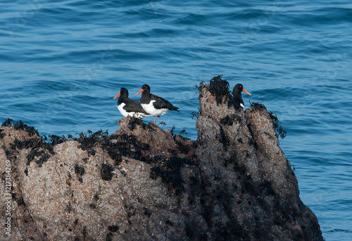 Famille d'Huîtriers pie sur un rocher en Bretagne - France photo