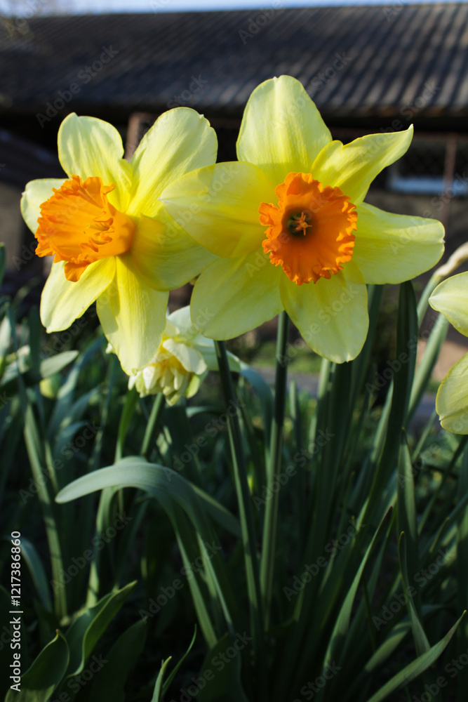 Large yellow-orange daffodils blooming in garden bed Large yellow-orange daffodils blooming in garden bed