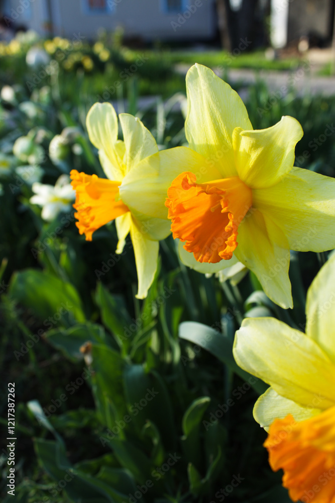 Close-up of bright yellow-orange daffodils with vibrant petals Close-up of bright yellow-orange daffodils with vibrant petals