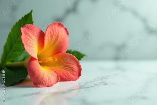 Closeup of Phyllanthus urinaria on smooth surface with copy space, flower, marble photo