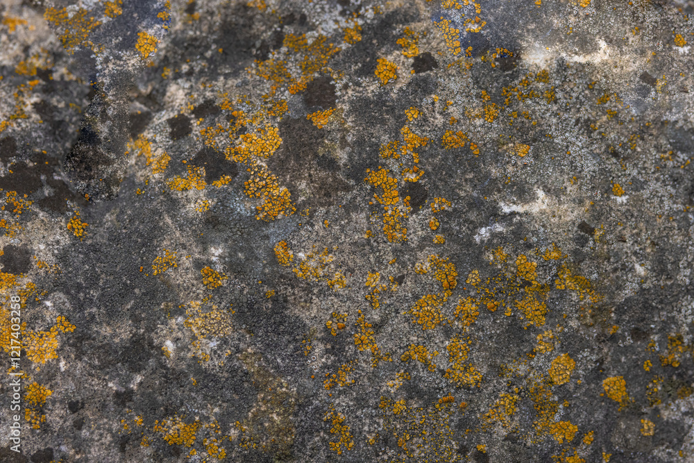 Map Lichen (Rhizocarpon Geographicum) Map Lichen (Rhizocarpon Geographicum)