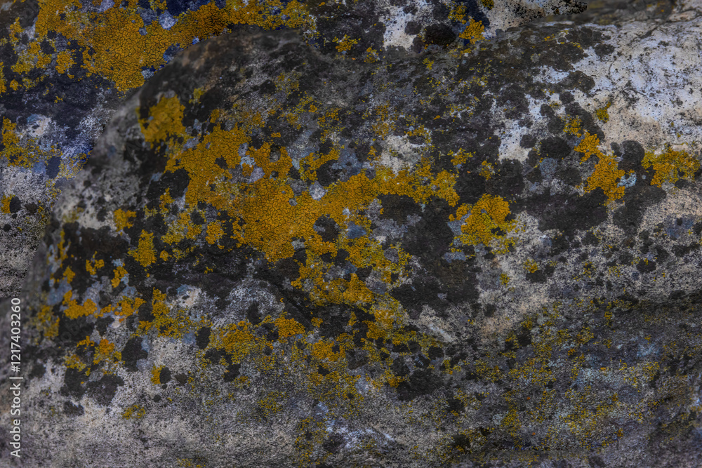 Map Lichen (Rhizocarpon Geographicum) Map Lichen (Rhizocarpon Geographicum)