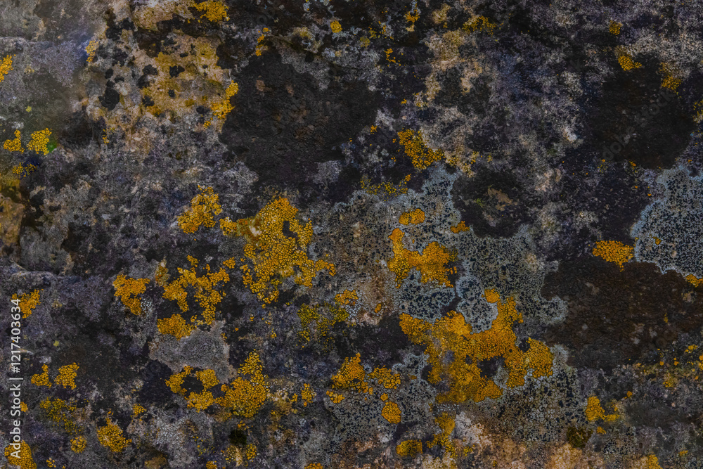 Map Lichen (Rhizocarpon Geographicum) Map Lichen (Rhizocarpon Geographicum)