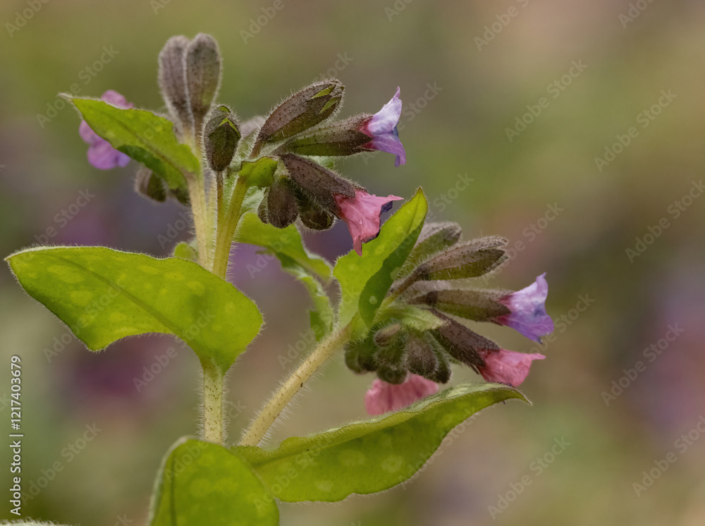 Obraz premium Lungwort In Bloom