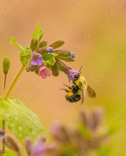 Bumblee With Head In Lungwort photo