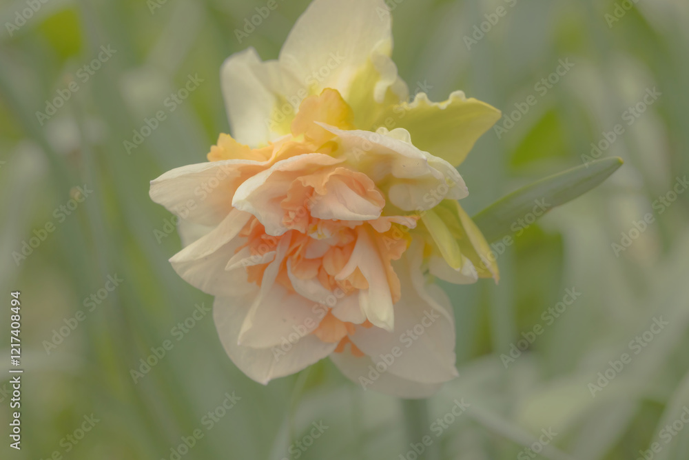 Fototapeta premium Daffodil (Narcissus)