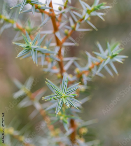 Beautiful close-up of juniperus oxycedrus photo