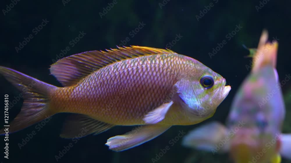 A cichlid fish with large fins floating underwater A cichlid fish with large fins floating underwater