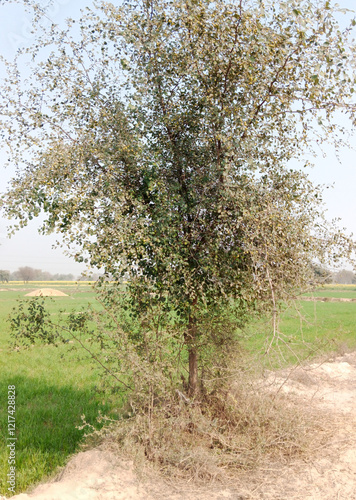 Ziziphus mauritiana tree or Christ Thorn Jujube arying colors of the fruits, ranging from green to brown top view photo