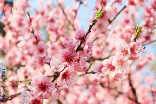 Obraz na płótnie Cherry Blossoms in a Garden, Germany, Europe. w salonie